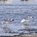 Gulls splashing to turn up food (MOV)